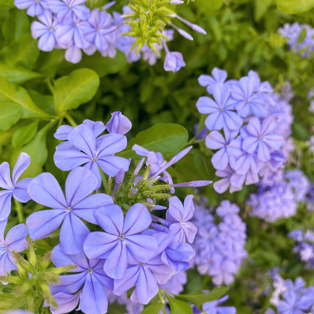 Design sans titre 14